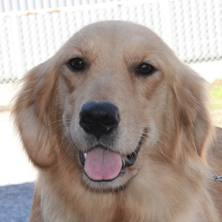 ゴールデン　5才7か月女の子　～繁殖犬引退～