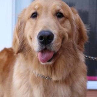 ゴールデン　4才11か月女の子　～繁殖犬引退～