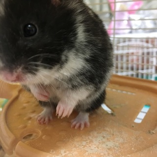 ダルメシ×クロクマMIX