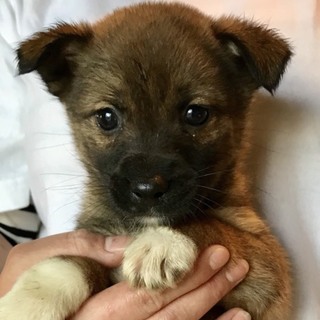 ♂462 里親募集です！