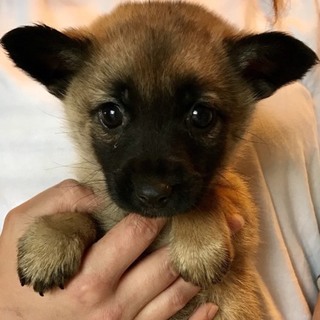 ♂463 里親募集です！