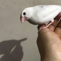 ピーター（ぴーちゃん）