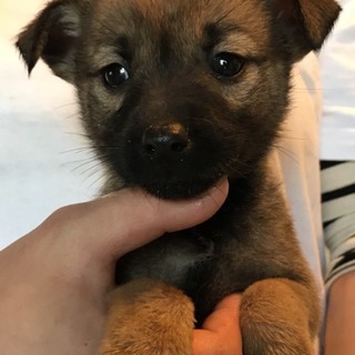 ♀466 里親募集です！