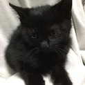 2ヶ月の白黒3兄弟  黒猫女の子