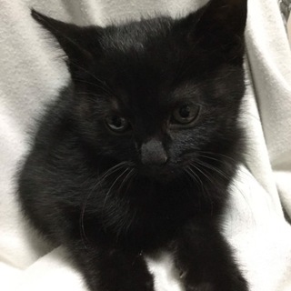 2ヶ月の白黒3兄弟  黒猫女の子
