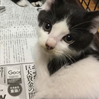 2ヶ月の白黒3兄弟 白黒男の子