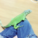 イグアナの里親を募集しています。