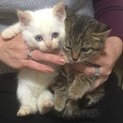 1ヶ月半の子猫たち