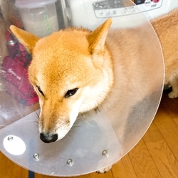 毛が抜けるから　イライラするのかな