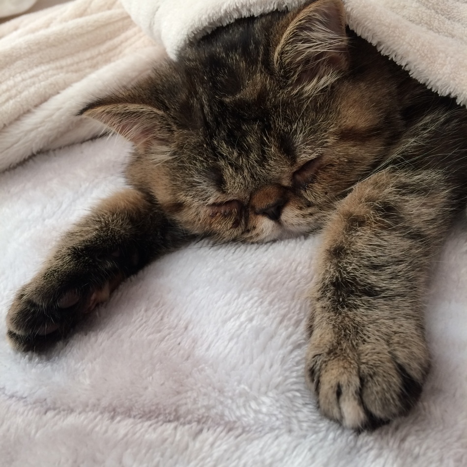 ポン太のカバー写真