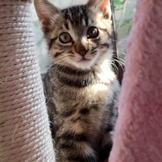 キジトラ♂９月7日産まれ飼い主事情のため飼えず
