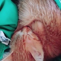 茶トラの人懐っこい3ヵ月の子猫