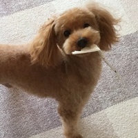 ミヌ