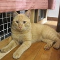 穏やかで人が大好きな大人猫さんです！
