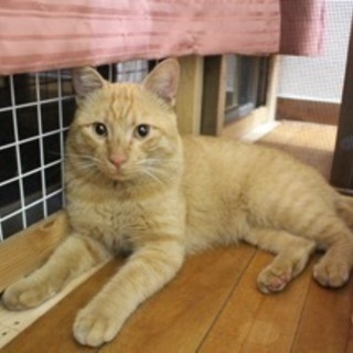 穏やかで人が大好きな大人猫さんです！