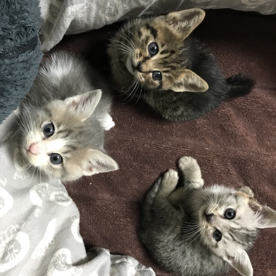 テルーシュのカバー写真