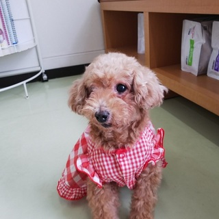 トイプードル（女の子、推定7,8歳）