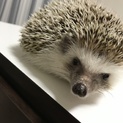 大切に育ててくれる方募集！！！