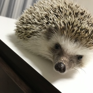 大切に育ててくれる方募集！！！