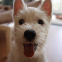 MORLEY (モーリー)