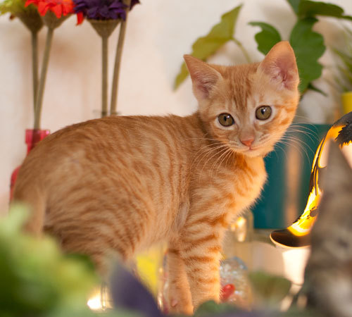 オレンジの子猫」東京都 - 猫の里親募集(187621) :: ペットのおうち