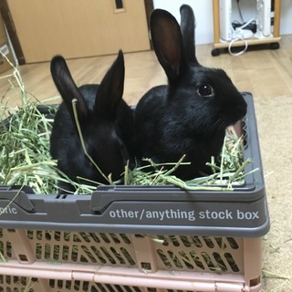 黒うさぎ（生後2ヶ月）【最後の一羽】