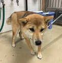 家族ができました！