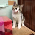 兄妹 キジシロのメス
