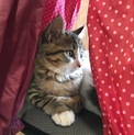 兄妹 キジシロのオス