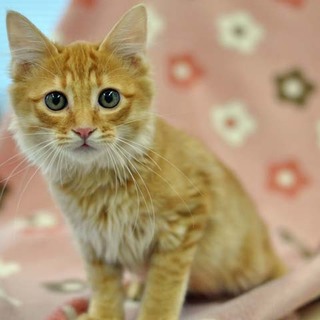 お茶シリーズ★半長毛の緑茶のみどり君