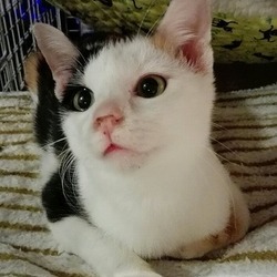 三毛猫　詩ちゃん