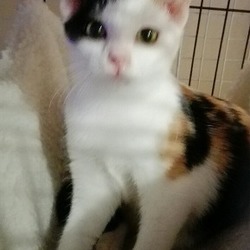 「三毛猫　詩ちゃん」サムネイル3