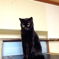 里親募集中です。