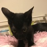 黒子猫♀小さな子の里親様募集です サムネイル3