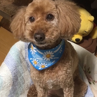 至急でお願いします。どうか幸せにしてあげて下さい