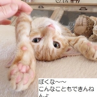 人が大好き　ちゃとらのレオ君