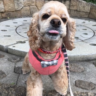 代理☆可愛いコッカーに愛の手を♪