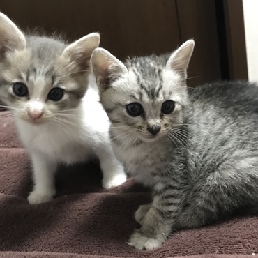 兄弟猫と