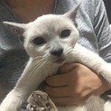 タヌキネコさん お迎え済