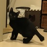 可愛い黒子猫♂ちょっとビビリ君の里親様募集 サムネイル2
