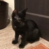 可愛い黒子猫♂ちょっとビビリ君の里親様募集 サムネイル3
