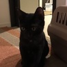 可愛い黒子猫♂ちょっとビビリ君の里親様募集 サムネイル4