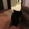 可愛い黒子猫♂ちょっとビビリ君の里親様募集 サムネイル5