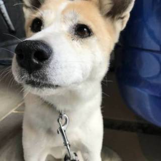 この子を助けてください。