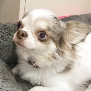 チワワのどれすちゃん4歳