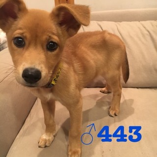♂443 里親募集です！