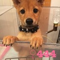 ♀444 里親募集です！
