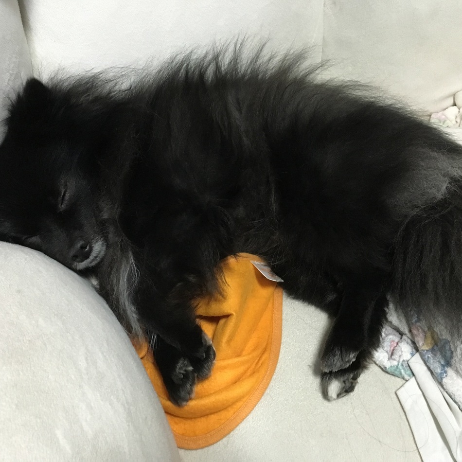 グラエナのカバー写真