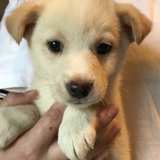 ♂474  里親募集です！