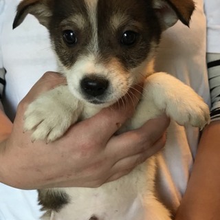 ♂475 里親募集です！